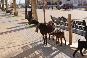 levend geboorte tafereel in antas, Spanje foto