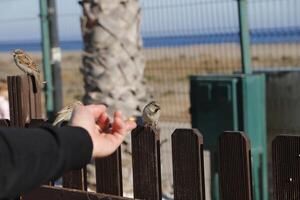 mussen aan het wachten voor gemorst voedsel foto