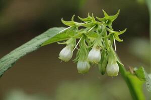 wilde bloemen bloeien foto