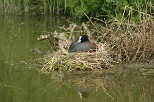 Euraziatisch koet Aan nest met jong degenen foto