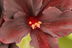 dichtbij omhoog van een donker rood bijna zwart geranium of pelargonium foto