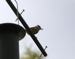 blauw tit verzamelt voedsel voor haar jong degenen foto