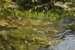 natuurlijk vijver met veel van kikkers, voorjaar foto