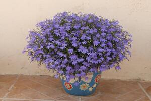 blauw Lobelia in bloem pot foto