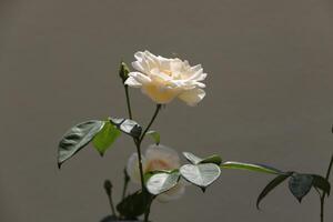 witte rozen in de tuin foto