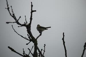 migrant vogelstand in een boom, fauna in de zwanenwater natuur reserveren in noorden Holland, de nederland. veel van verschillend vogelstand naar zien. foto