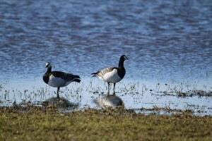 een paradijs voor vogels, de duinen met Ondiep meren, vogelstand leggen hun eieren en vind voedsel, Vlieland, de Nederland foto