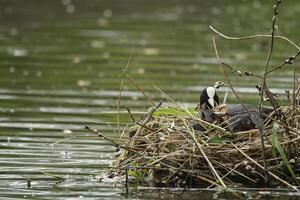 koet Aan nest met jong foto