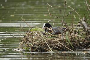 koet Aan nest met jong foto