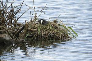 koet Aan nest met jong foto