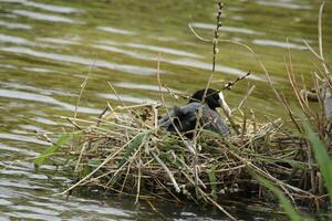 koet Aan nest met jong foto