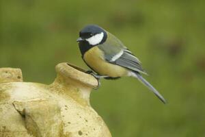 Super goed tit met een nest in pottenbakkerij, zoeken voedsel voor baby vogelstand foto