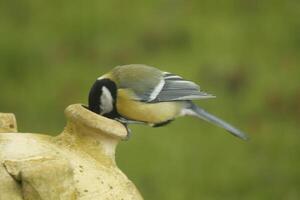 Super goed tit met een nest in pottenbakkerij, zoeken voedsel voor baby vogelstand foto