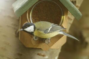 Super goed tit met een nest in pottenbakkerij, zoeken voedsel voor baby vogelstand foto