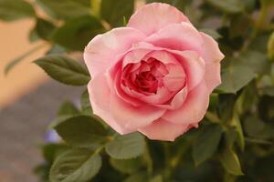 bloeiend roze roos foto