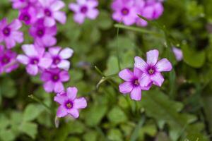 Purper bloemen in de weide Bij voorjaar foto