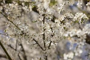 dichtbij omhoog van wit bloemen Aan een boom foto