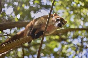 coati balanceerde tussen de takken foto