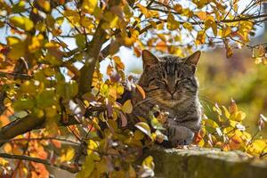 kat te midden van herfst bladeren foto