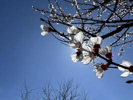 takken van bloeiende abrikoos macro met zacht focus Aan teder licht blauw lucht achtergrond. voor Pasen en voorjaar groet kaarten met kopiëren ruimte foto