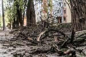 natuur ziekte met gebroken boom takken. milieu verwoesting landschappen. foto