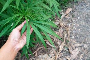 detailopname van hand- Holding marihuana blad Bij buitenshuis hennep boerderij. structuur van marihuana bladeren. concept van hennep plantage voor medisch. foto