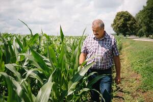 volwassen boer controle planten Aan zijn boerderij. agronoom houdt tablet in de maïs veld- en onderzoeken gewassen. agribusiness concept. agrarisch ingenieur staand in een maïs veld- met een tablet foto