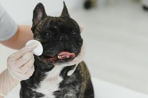 dierenarts dokter met Frans bulldog Bij dierenarts ambulance. foto