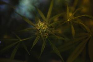 marihuana bladeren, hennep Aan een donker achtergrond, mooi achtergrond, binnen- teelt foto