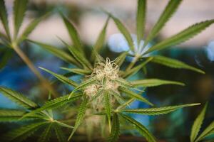 binnen- groeit medisch marihuana alleen maar voordat ze af hebben groeien, deze is de staat van de planten naar begin bloeiend. lommerrijk, groen bladeren en gezond planten foto