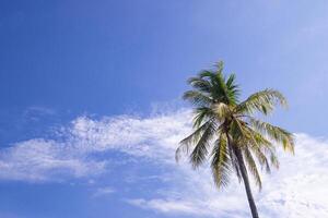 kokosnoot boom met lucht en wolken net zo een mooi achtergrond. natuur mooi. helder blauw lucht helpen altijd een nieuw inspiratie en voelen ontspannen foto