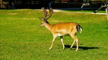 majestueus braak hert roamen de groen uitgestrektheid foto