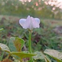 mooi bloem foto