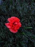 een rood papaver bloem in groen gras. natuurlijk achtergrond foto