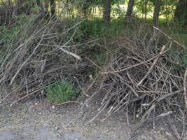 een stapel van boom takken Aan de grond, maken brandhout foto