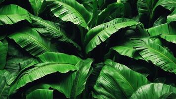 verbijsterend banaan blad achtergrond. esthetisch en verfrissend tropisch bladeren vullen de kader. vers, levendig groen gebladerte behang. ai-generatief foto