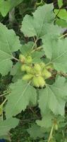 wit hibiscus bloem klit arctium lappa is een soorten van bloeiend fabriek in de familie arctaceae foto