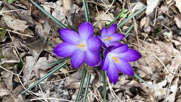 krokus bloem, Purper in natuurlijk omgeving. foto