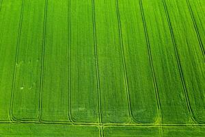 top visie van een gezaaid groen en grijs veld- in wit-rusland.landbouw in wit-rusland.textuur. foto