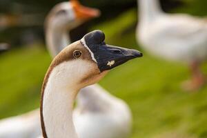 anser cygnoides ook gebeld de Capitol gans foto