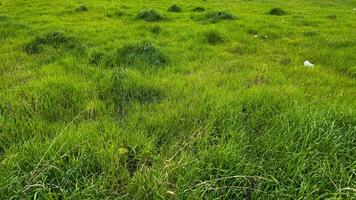 natuur achtergrond. weelderig groen weide met natuurlijk gras patroon en Klaver. buitenshuis lente bloemen, grond Hoes textuur. milieu behoud concept voor ontwerp, banier, behang. foto