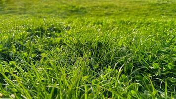 achtergrond natuurlijk vers groen gras en Klaver bladeren dichtbij omhoog. lichtgevend bedauwd gazon, voorjaar versheid, natuur detail met ochtend- licht concept voor ontwerp en afdrukken. foto