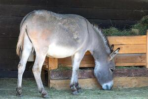volwassen ezel aan het eten rietje in een schuur foto
