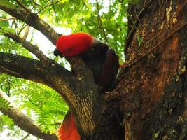 papegaai moluks eclectus of eclectus roratus. is een kleurrijk papegaai vogel, en een inheems soorten van Indonesisch foto