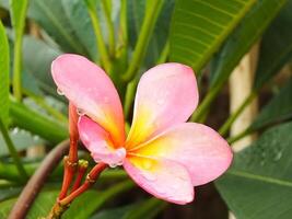mooi roze frangipani bloem of plumeria bloeiend Bij botanisch tuin met vers regendruppels Aan het. tropisch spa bloem. foto