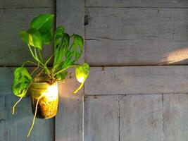 mooi combinatie van een huis planten met hangende glas pot Aan een traditioneel Purper houten muur met gouden geel licht zon stijgen foto