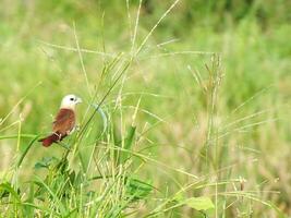 een wit kop munia vogel Toneelstukken tussen de gras. lonchura maja is een vink vogel meestal op zoek voor zaad net zo een voedsel foto