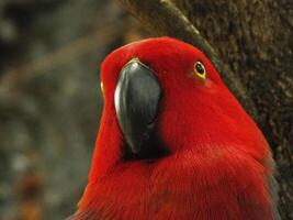 papegaai moluks eclectus of eclectus roratus. is een kleurrijk papegaai vogel, en een inheems soorten van Indonesisch foto