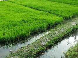 dichtbij omhoog foto van rijst- zaden klaar naar worden geplant. rijstveld teelt. landelijk agrarisch concept afbeelding. groen fabriek voedsel landgoed