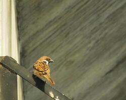 bruin mussen vogel baars Aan een metaal pijp. stad vogel genieten van de vrij leven in de omgeving van de gebouw foto